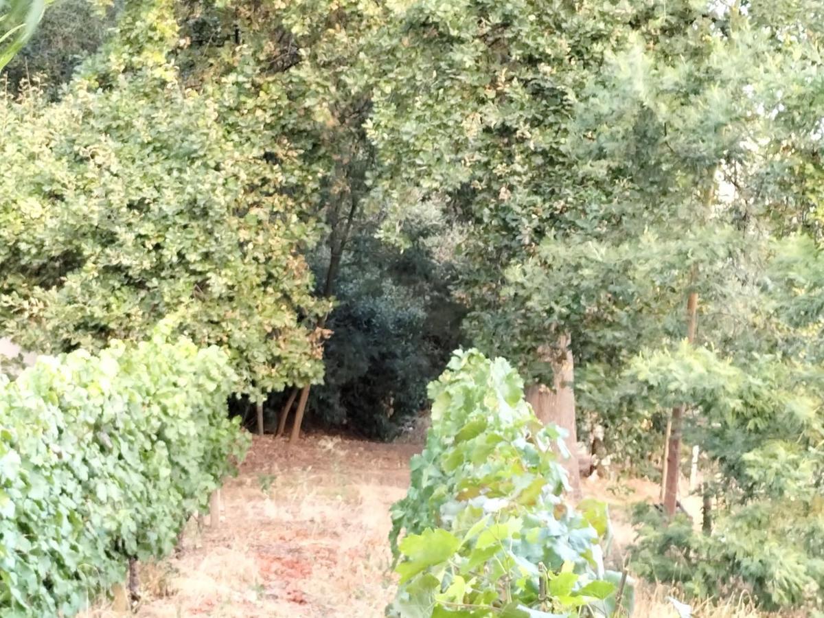 Glamping At The Well In פרנצ'הוק מראה חיצוני תמונה